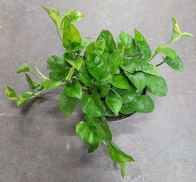 Emerald Pothos